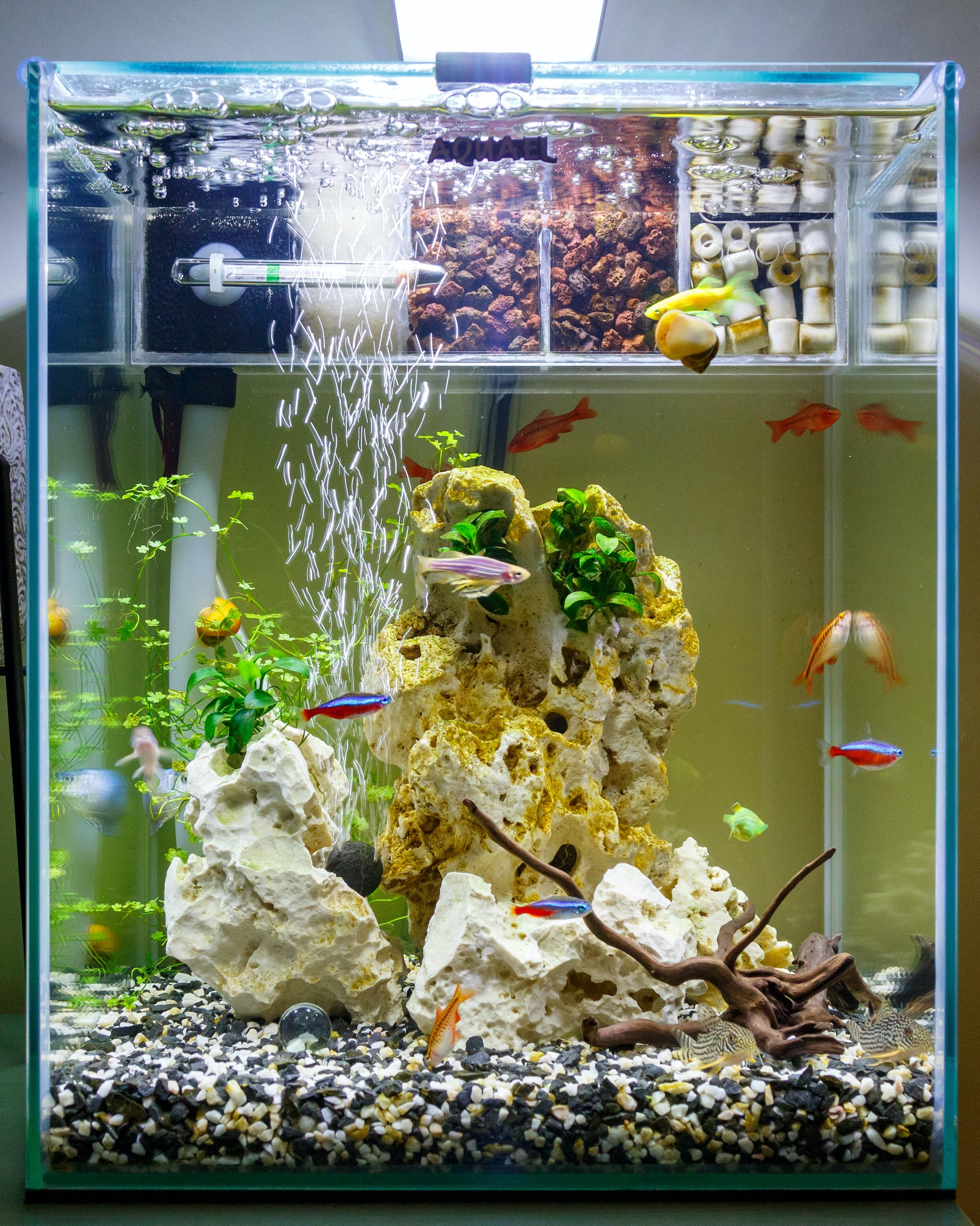 Aquarium nach Maß