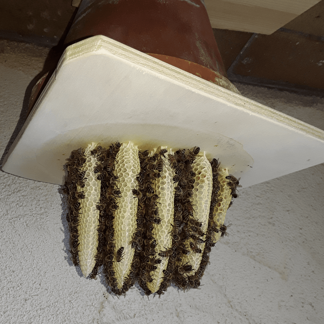 Bienenschaukasten mit Fenstern aus Acrylglas 18