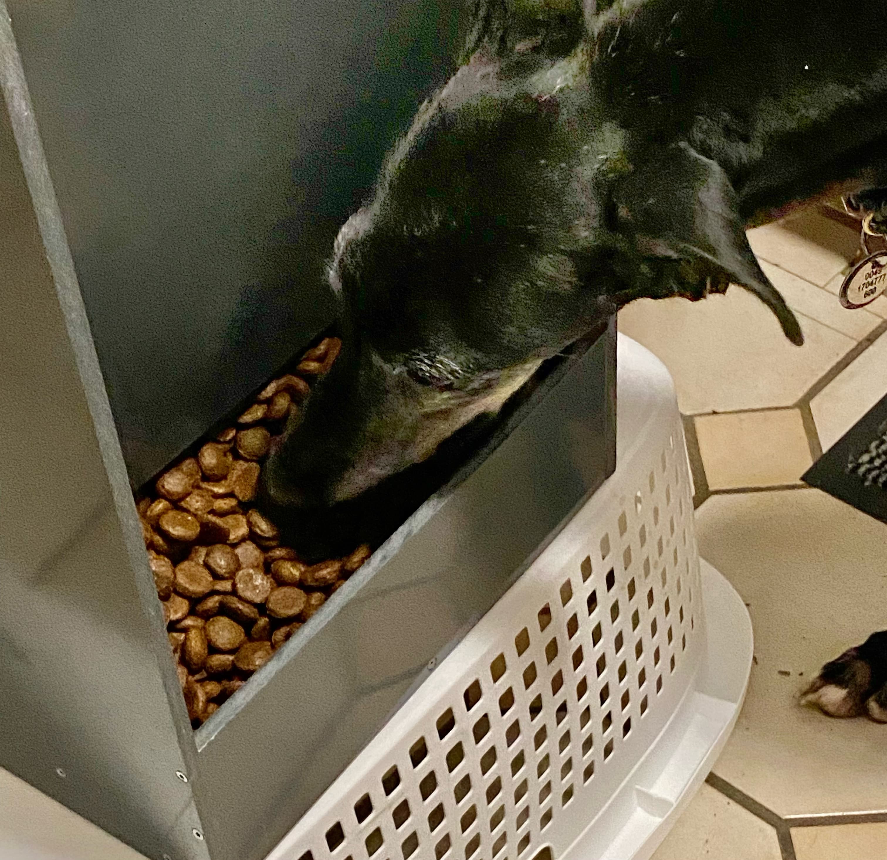 Große Futterbehälter für das Tierheim