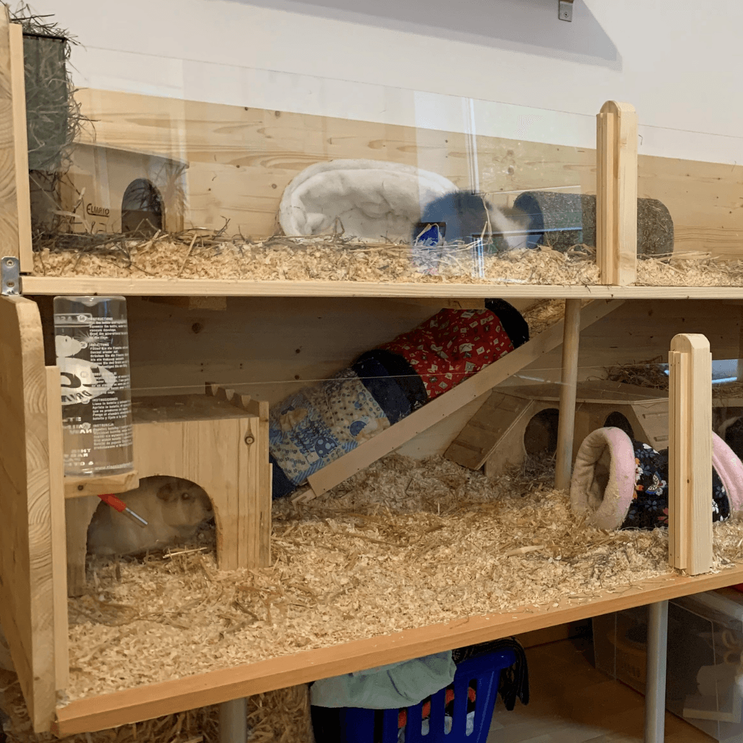 Meerschweinchenstall