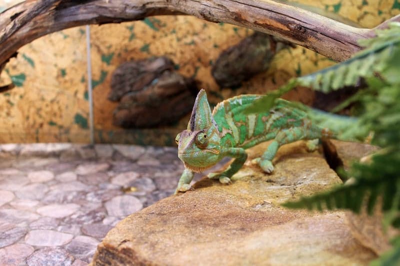 Dierenverblijf op maat voor reptielen