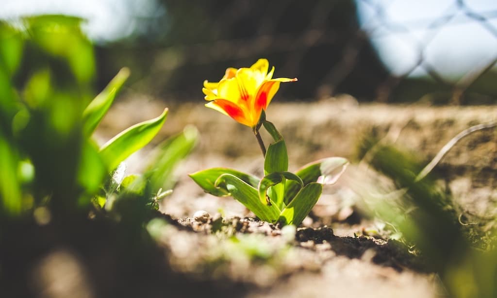 7 Tipps fuer Ihren Frühlingsgarten