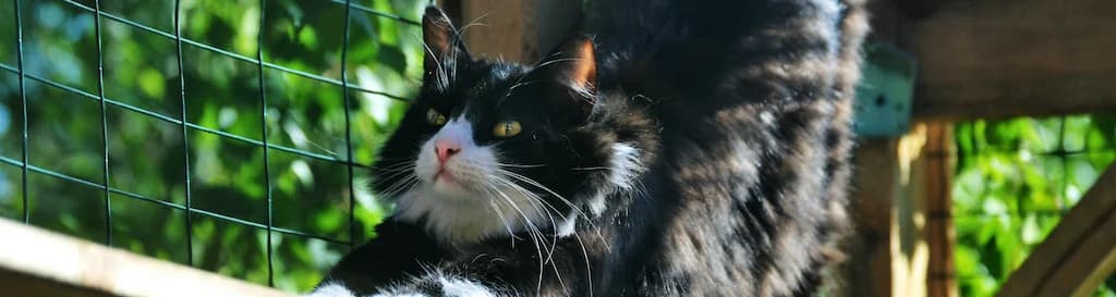 Kattenren-bouwen-binnenkat-banner