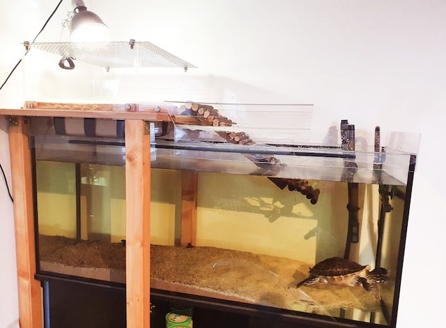 Landfläche aus PLEXIGLAS® für Wasserschildkröte