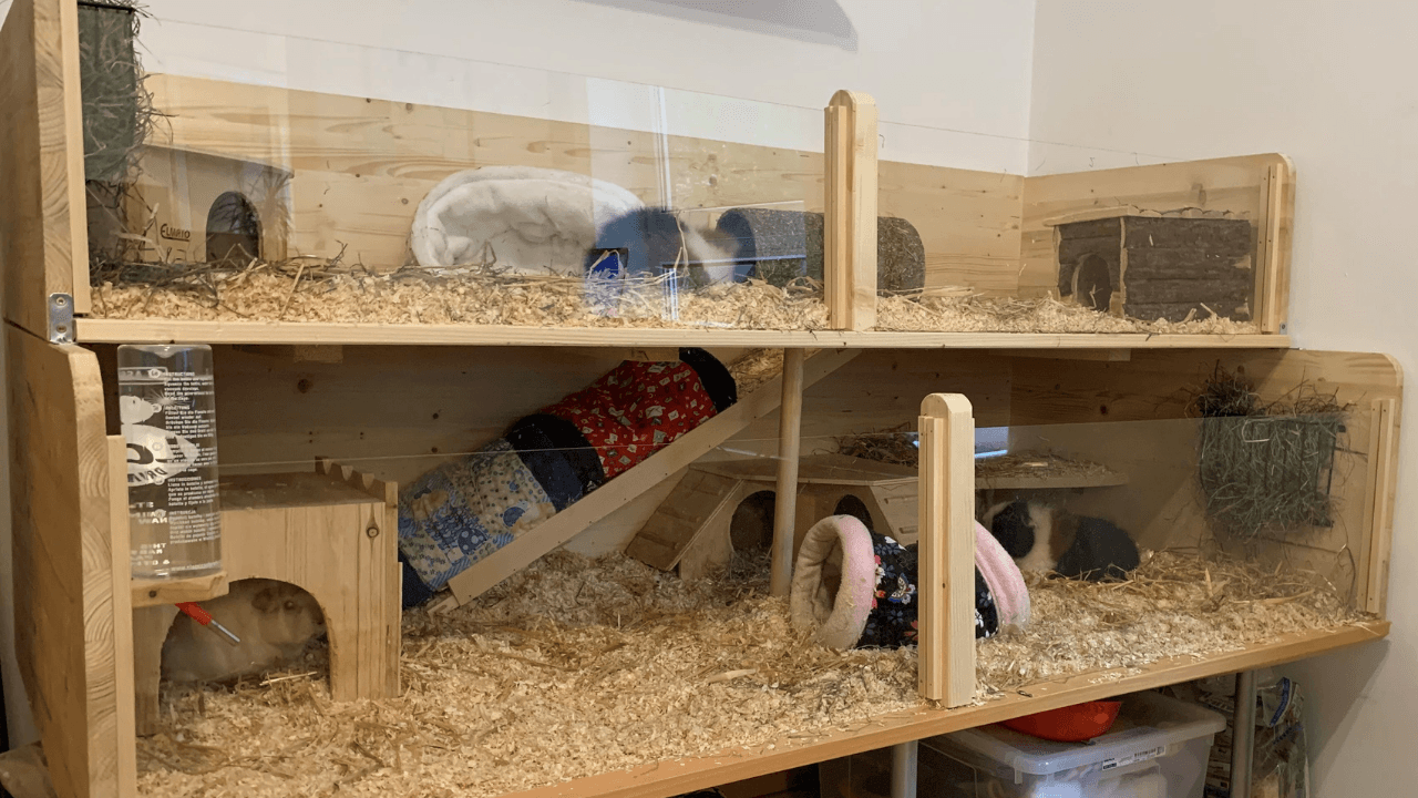 Meerschweinchenstall banner