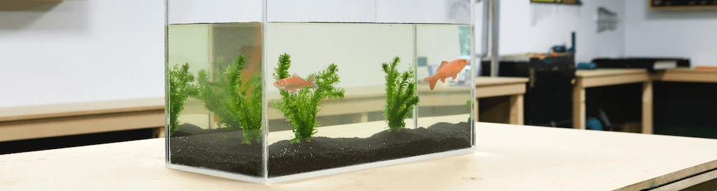 Plexiglas-Aquarium-selber-bauen