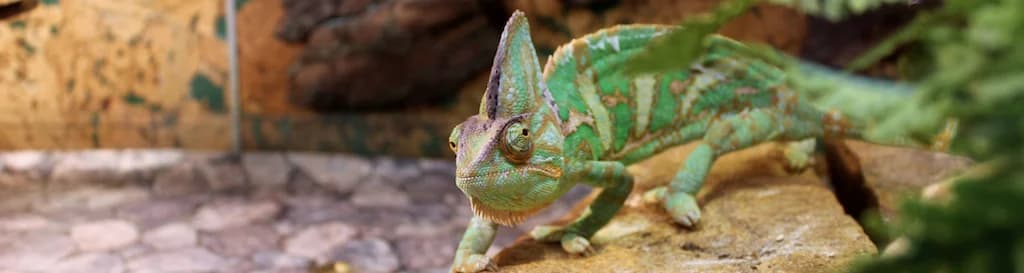 Terrarium-gekko-banner