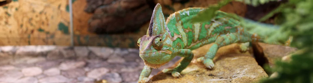 Terrarium-gekko-banner