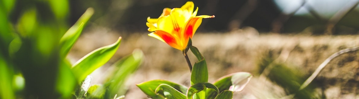 Schöne gartenideen banner