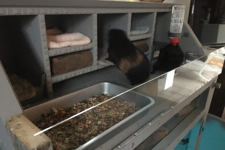 Meerschweinchenstall Selber Bauen Praktisch Und Tiergerecht meerschweinchenstall-selber-bauen-praktisch-und-tiergerecht