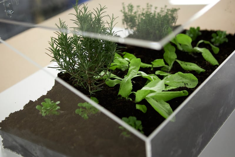 Cute garten ideen wachsen box machen energebnis mit pflanzen close up