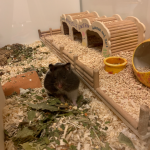 Hamstergehege aus HPL-Platten selber bauen